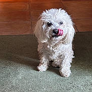 Sugar is registered to the contest to win money with this photo: dog, white, fluffy, pet, indoor, carpet, tongue, licking, cute, small_dog, fur, animal, floor, tile, domestic, companion, paw, snout, ears, expression