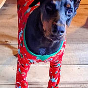 Ace is registered to the contest to win money with this photo: animal, black_brown_fur, canine, companion, costume, cute, dog, domestic_animal, floor, four_legs, green_cuffs, holiday, indoors, looking_up, pajamas, pet, pet_clothing, red_clothing, standing, wooden_floor