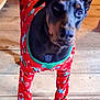 animal, black_brown_fur, canine, companion, costume, cute, dog, domestic_animal, floor, four_legs, green_cuffs, holiday, indoors, looking_up, pajamas, pet, pet_clothing, red_clothing, standing, wooden_floor