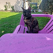 Roxy participe au concours pour gagner de l'argent avec cette photo : animal, backyard, bench, cat, clouds, daylight, fence, garden, grass, hedge, house, nature, outdoor, pet, purple_bench, purple_table, sky, sunlight, table, tortoiseshell_cat