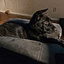 Tago is registered to the contest to win money with this photo: animal, black_dog, collar, cushion, dog, ears, floor, fur, household, indoor, looking_away, pet, power_outlet, quiet, relaxed, resting, shadow, side_view, wall, wooden_floor