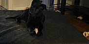 Tago is registered to the contest to win money with this photo: animal, black_dog, bone, chewing, curious, dark, dog, domestic, floor, furniture, head_tilt, indoor, laying, mattress, pet, playing, puppy, toy, water_jug, wood_floor
