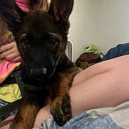 Mila joined the competition — help win amazing prizes! dog, puppy, person, indoor, lap, curious, brown, black, short_hair, clothing, fan, room, legs, casual_wear, blurred_background, sitting, young, pet, companion, clutter