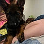 black, blurred_background, brown, casual_wear, clothing, clutter, companion, curious, dog, fan, indoor, lap, legs, person, pet, puppy, room, short_hair, sitting, young