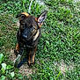 Mila joined the competition — help win amazing prizes! puppy, dog, german_shepherd, grass, leash, outdoor, pet, animal, young_dog, ears, brown_fur, black_fur, cute, nature, greenery, playful, sitting, attention, curious, adorable