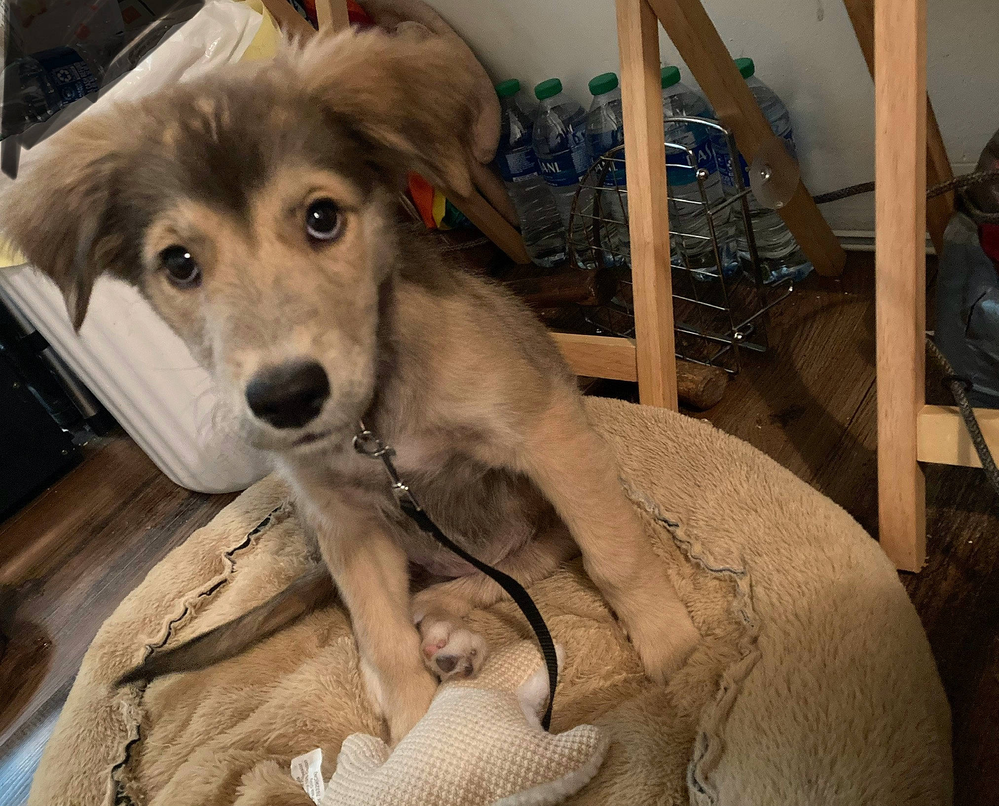 Mabel joined the competition — help win amazing prizes! ancient_dog_breeds, canidae, carnivore, chair, comfort, companion_dog, dog, dog_breed, fur, paw, puppy, sporting_group, whiskers, working_animal, working_dog