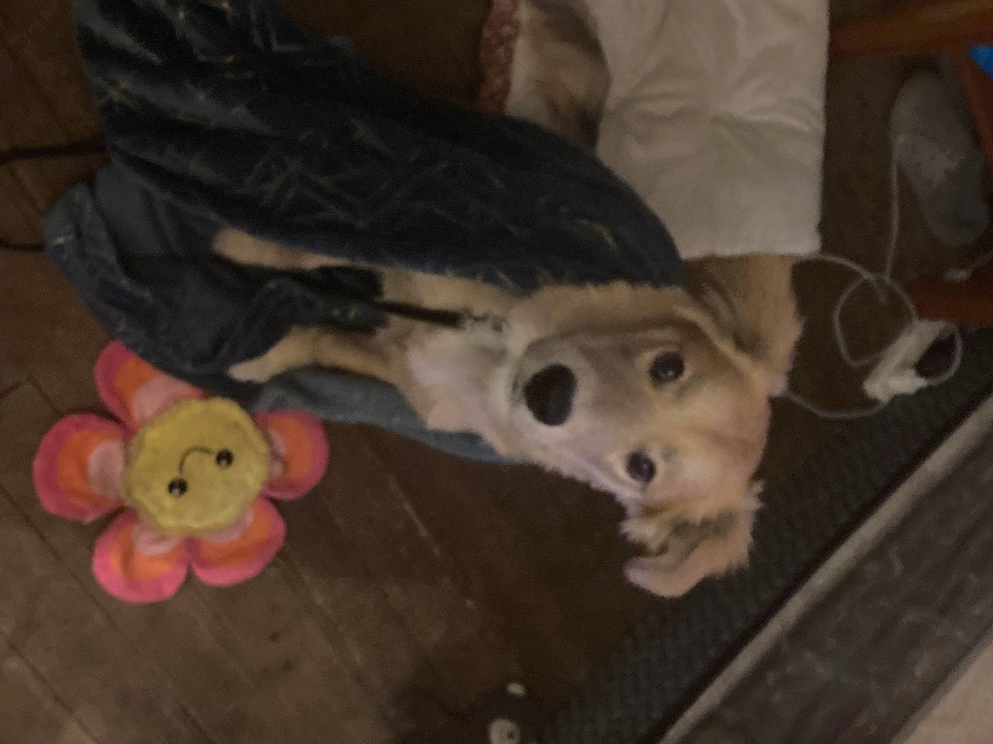 Mabel joined the competition — help win amazing prizes! companion_dog, couch, dog, dog_breed, dog_supply, fawn, felidae, flooring, fur, paw, small_to_medium_sized_cats, stuffed_toy, tail, terrestrial_animal, toy, toy_dog, vertebrate, whiskers, wood, working_animal