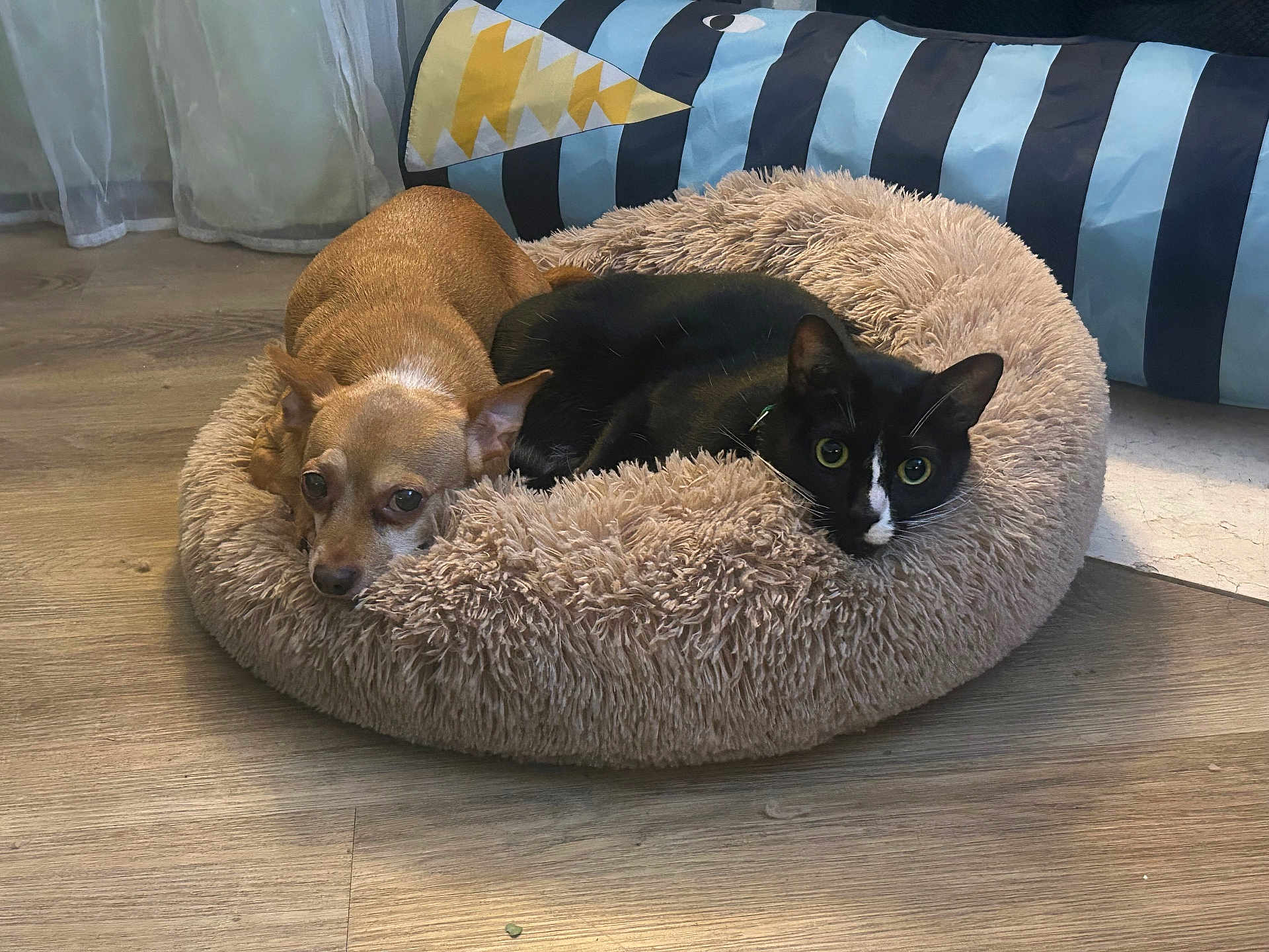 Neiyla And Jiraiya