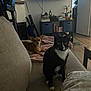 Neiyla And Jiraiya joined the competition — help win amazing prizes! cat, dog, couch, blanket, living_room, bookshelf, plant, floor, wood_floor, table, door, lamp, pet, indoor, furniture, animal, cozy, small_dog, black_and_white_cat, tan_dog