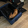 cat, dog, suitcase, floor, wooden_floor, indoor, pet, black_cat, brown_dog, open_suitcase, curious, domestic, home, travel, luggage, furniture, board_game, weights, black_and_white_cat, small_dog