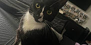 Neiyla And Jiraiya joined the competition — help win amazing prizes! cat, tuxedo_cat, indoor, bed, blanket, lamp, television, figurines, curious, pet, whiskers, yellow_eyes, black_and_white, person, socks, relaxing, furniture, cushion, home, cozy