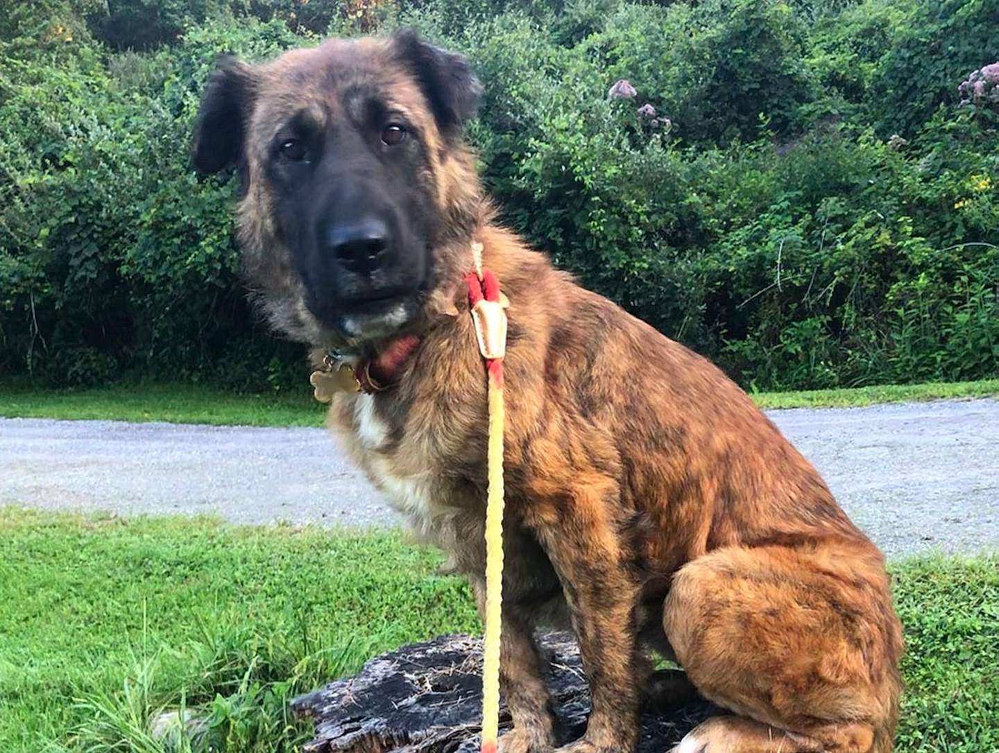 Linda is registered to the contest to win money with this photo: biting, canidae, carnivore, collar, companion_dog, dog, dog_breed, dog_collar, fawn, grass, guard_dog, leonberger, liver, plant, snout, sporting_group, terrestrial_animal, tree, working_animal, working_dog