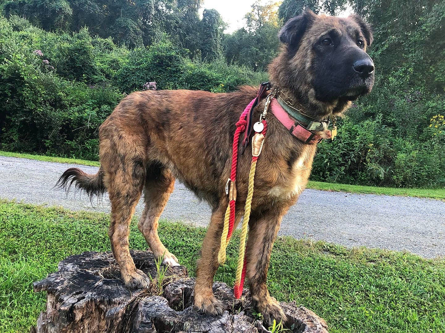 Linda is registered to the contest to win money with this photo: canidae, carnivore, collar, companion_dog, dog, dog_breed, dog_collar, fawn, grass, guard_dog, hunting_dog, liver, plant, sky, sporting_group, tail, terrestrial_animal, tree, working_animal, working_dog