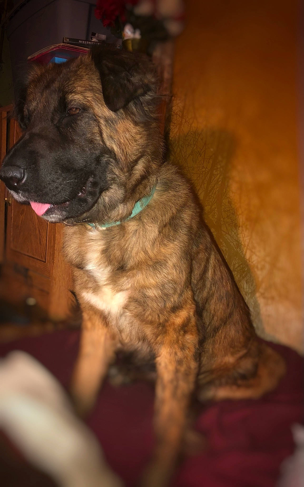 Linda is registered to the contest to win money with this photo: brown, canidae, carnivore, collar, companion_dog, darkness, dog, dog_breed, dog_collar, ear, fawn, fur, guard_dog, liver, pug, sporting_group, terrestrial_animal, whiskers, working_animal, wrinkle