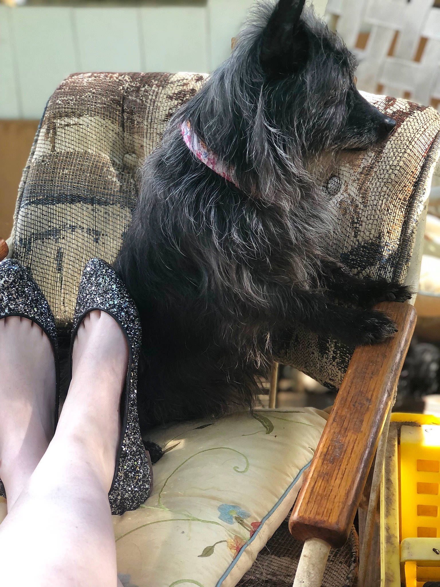 Pepper joined the competition — help win amazing prizes! barefoot, calf, carnivore, comfort, companion_dog, dog_breed, domestic_short_haired_cat, felidae, foot, fur, human_leg, knee, lap, sitting, small_to_medium_sized_cats, snout, tail, thigh, whiskers, wood