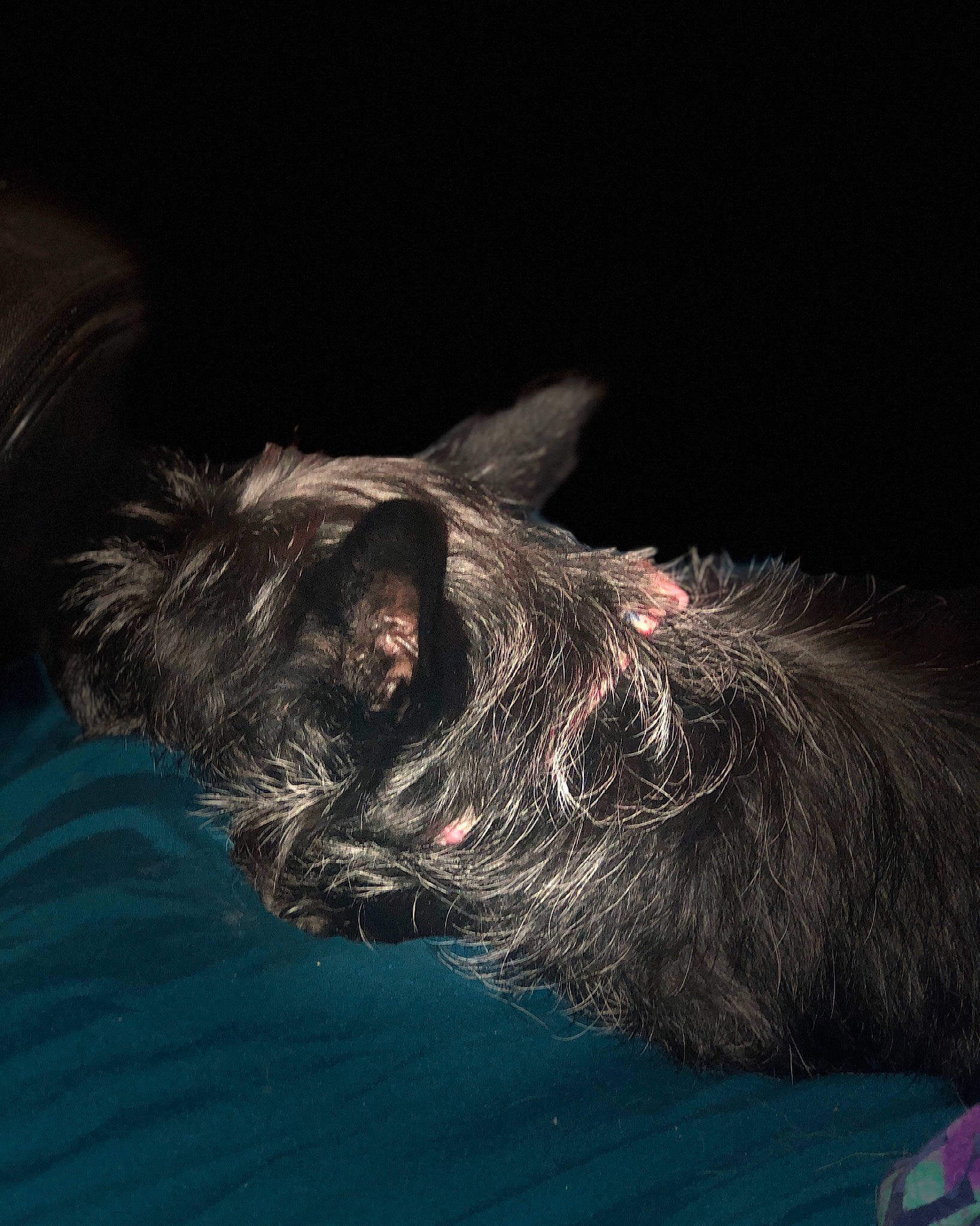 Pepper joined the competition — help win amazing prizes! bat, canidae, carnivore, comfort, companion_dog, darkness, dog, dog_breed, ear, felidae, fur, grey, liver, nap, paw, small_to_medium_sized_cats, snout, sporting_group, tail, whiskers