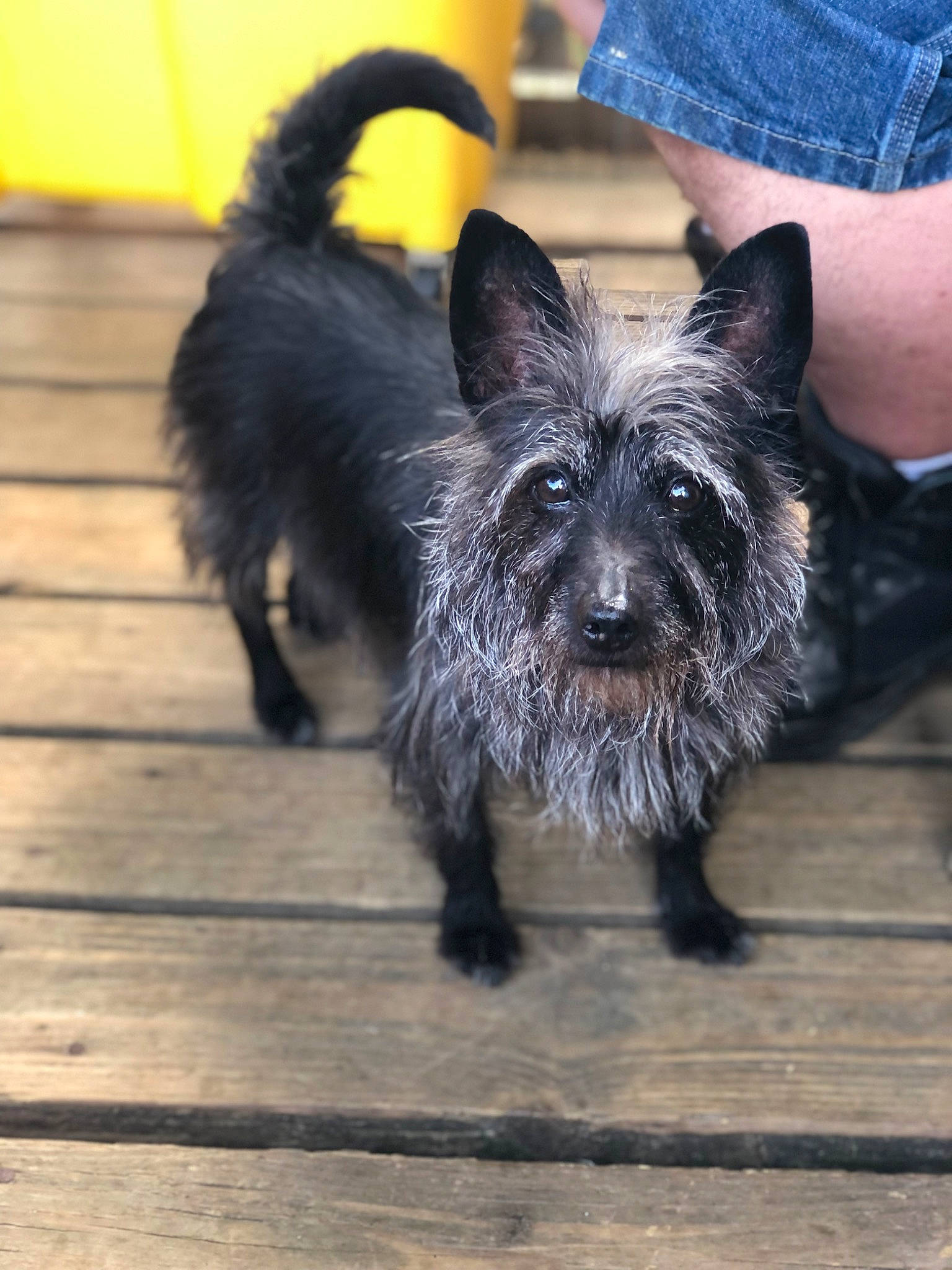 Pepper joined the competition — help win amazing prizes! canidae, carnivore, collar, companion_dog, dog, dog_breed, dog_collar, dog_supply, flooring, fur, hardwood, plank, small_terrier, snout, sporting_group, terrier, toy_dog, wood, working_animal, working_dog