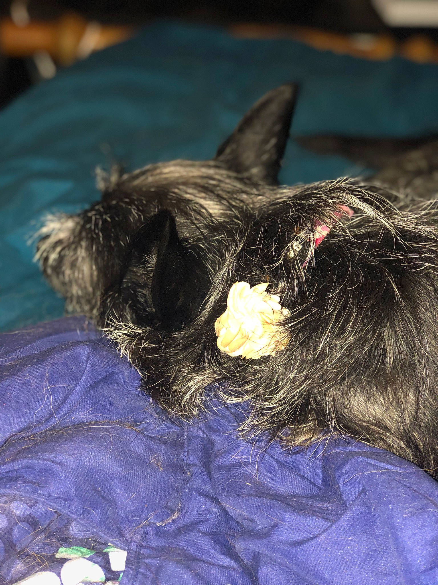 Pepper is registered to the contest to win money with this photo: canidae, carnivore, claw, comfort, companion_dog, dog, dog_breed, ear, electric_blue, felidae, foot, fur, liver, nap, snout, sporting_group, toy, whiskers, wool, working_animal