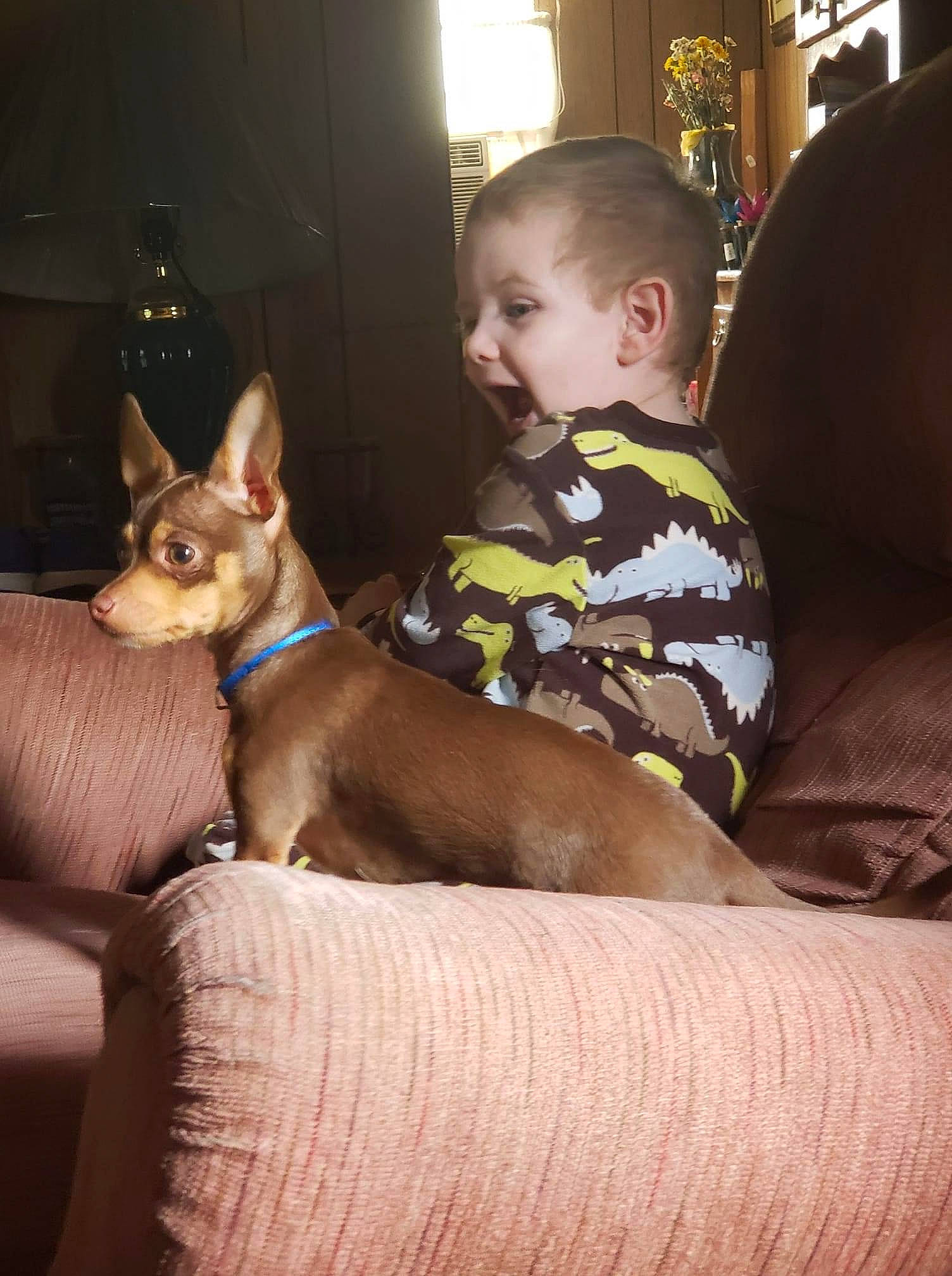 Peanut Butter is registered to the contest to win money with this photo: canidae, carnivore, chair, chihuahua, child, comfort, companion_dog, corgi_chihuahua, couch, dog, dog_breed, ear, fawn, felidae, fun, lap, sitting, toy_dog, whiskers, working_animal