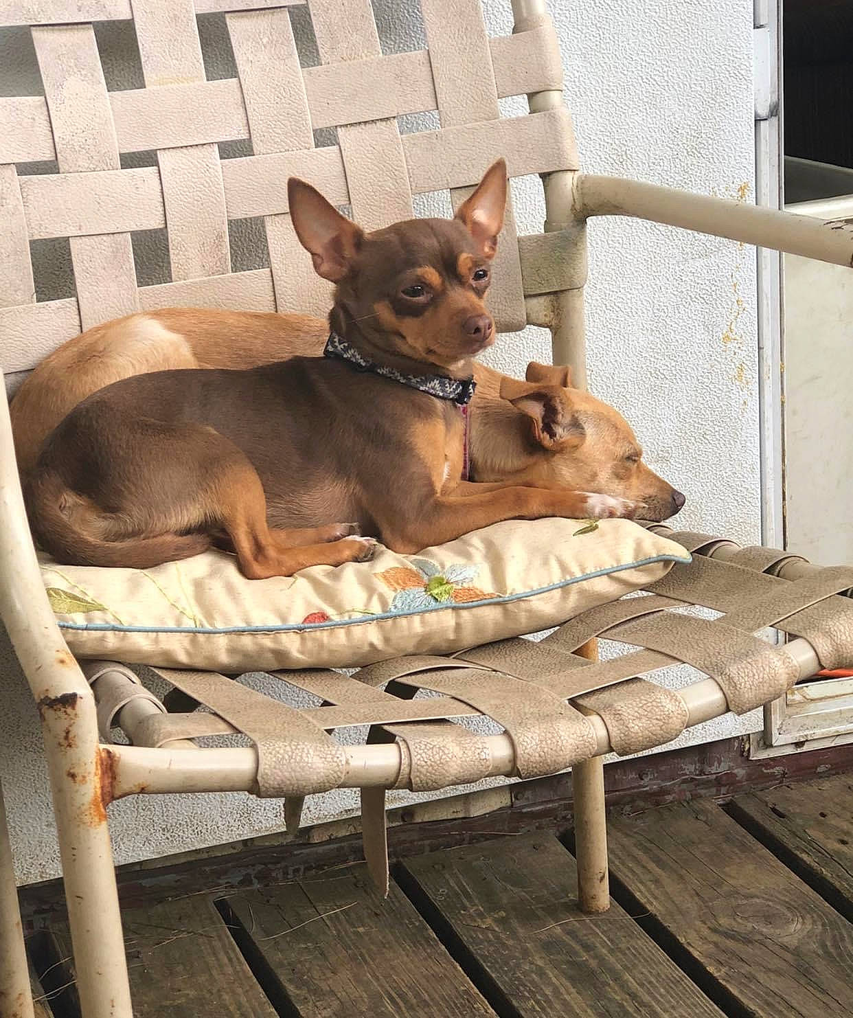 Peanut Butter is registered to the contest to win money with this photo: brown, canidae, carnivore, comfort, companion_dog, dog, dog_bed, dog_breed, dog_supply, fawn, hardwood, liver, outdoor_furniture, pet_supply, sitting, snout, sporting_group, toy_dog, wood, working_animal