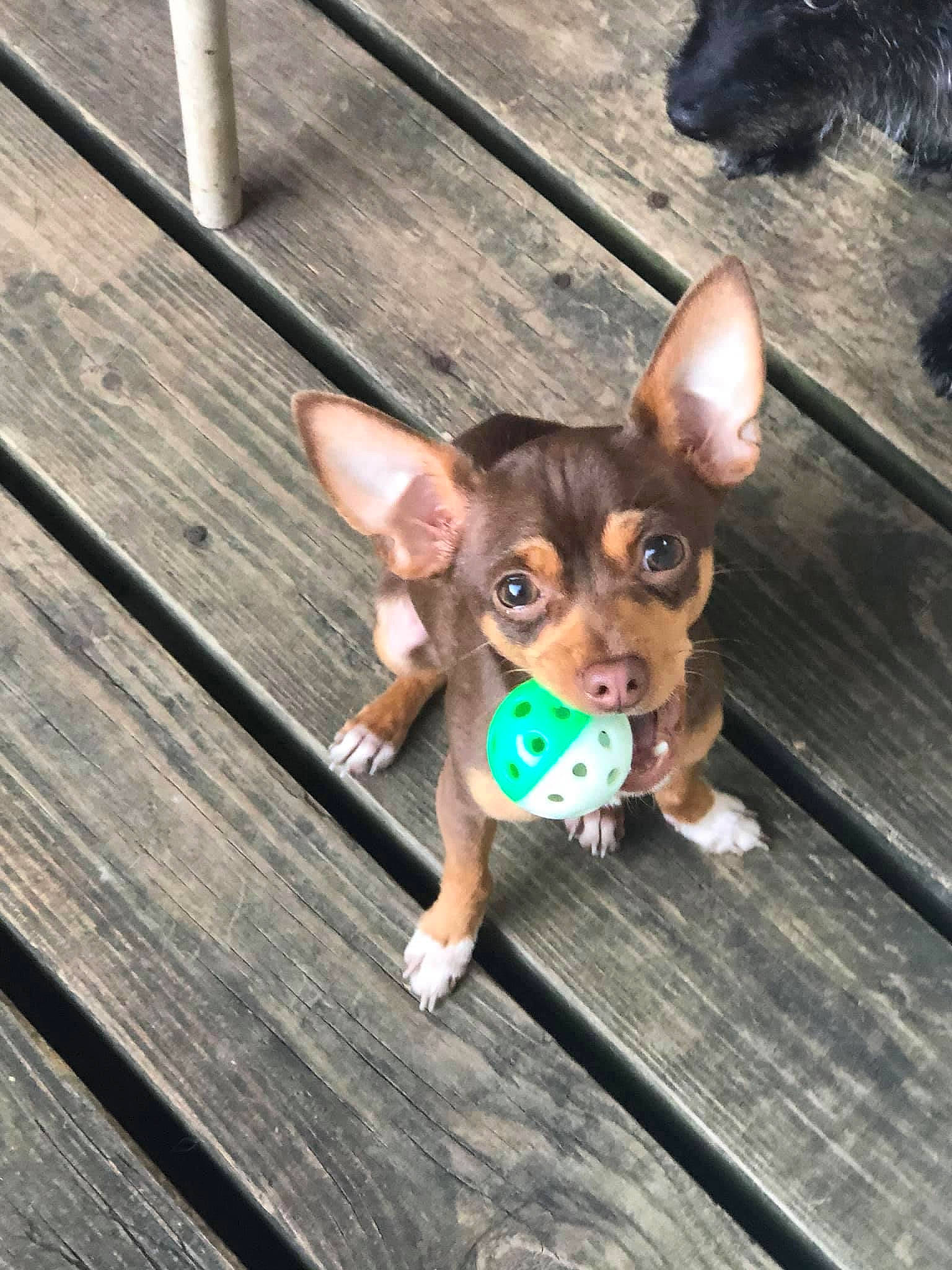 Peanut Butter is registered to the contest to win money with this photo: brown, canidae, carnivore, chihuahua, companion_dog, dog, dog_breed, ear, fawn, hardwood, liver, mammal, russkiy_toy, snout, sporting_group, terrestrial_animal, toy_dog, whiskers, wood, working_animal