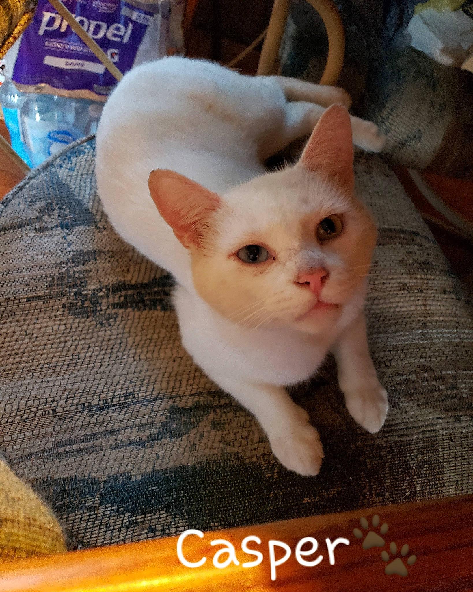 Casper is registered to the contest to win money with this photo: asian, burmilla, carnivore, cat, colorpoint_shorthair, cornish_rex, domestic_short_haired_cat, ear, fawn, felidae, german_rex, khao_manee, kitten, mammal, photo_caption, skin, small_to_medium_sized_cats, turkish_angora, turkish_van, whiskers