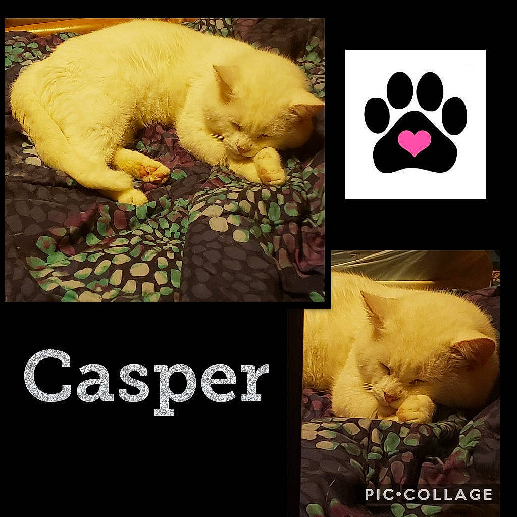 Casper is registered to the contest to win money with this photo: adaptation, art, carnivore, cat, collage, dog_breed, felidae, font, love, organism, paw, photo_caption, photography, puppy, puppy_love, small_to_medium_sized_cats, snout, whiskers, yellow