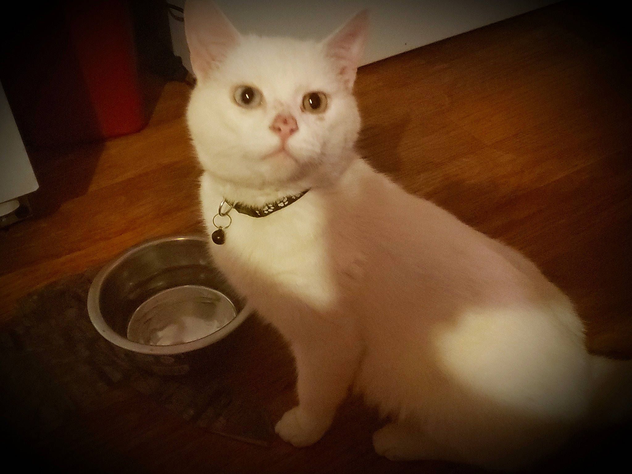 Casper is registered to the contest to win money with this photo: asian, burmilla, carnivore, cat, ear, eye, felidae, fur, japanese_bobtail, khao_manee, kitten, mammal, napoleon_cat, paw, sky, small_to_medium_sized_cats, tail, turkish_angora, turkish_van, whiskers