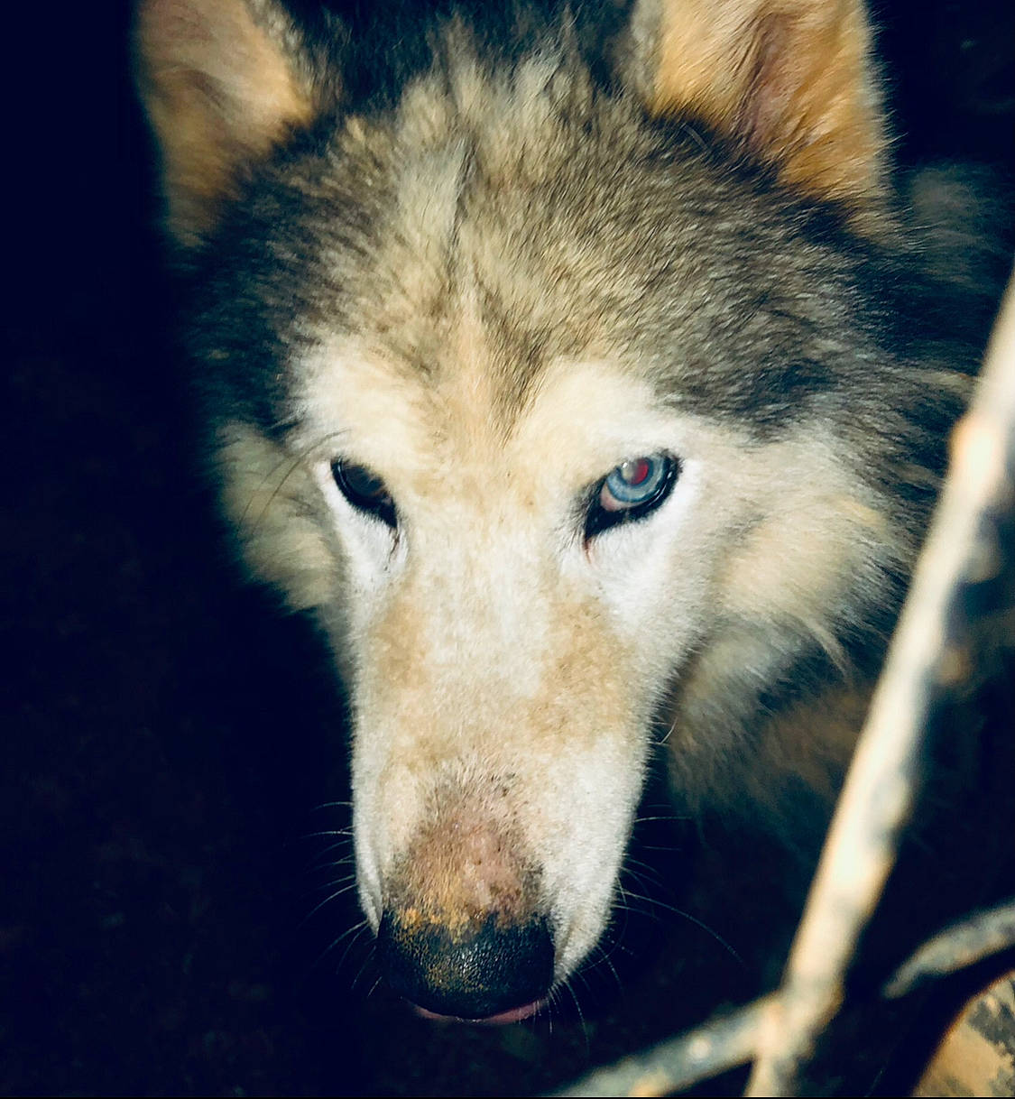 Luka Lupine joined the competition — help win amazing prizes! ancient_dog_breeds, art, canidae, canis, carnivore, dog, dog_breed, electric_blue, fur, sky, sled_dog, snout, terrestrial_animal, whiskers, wildlife, wolf, working_dog