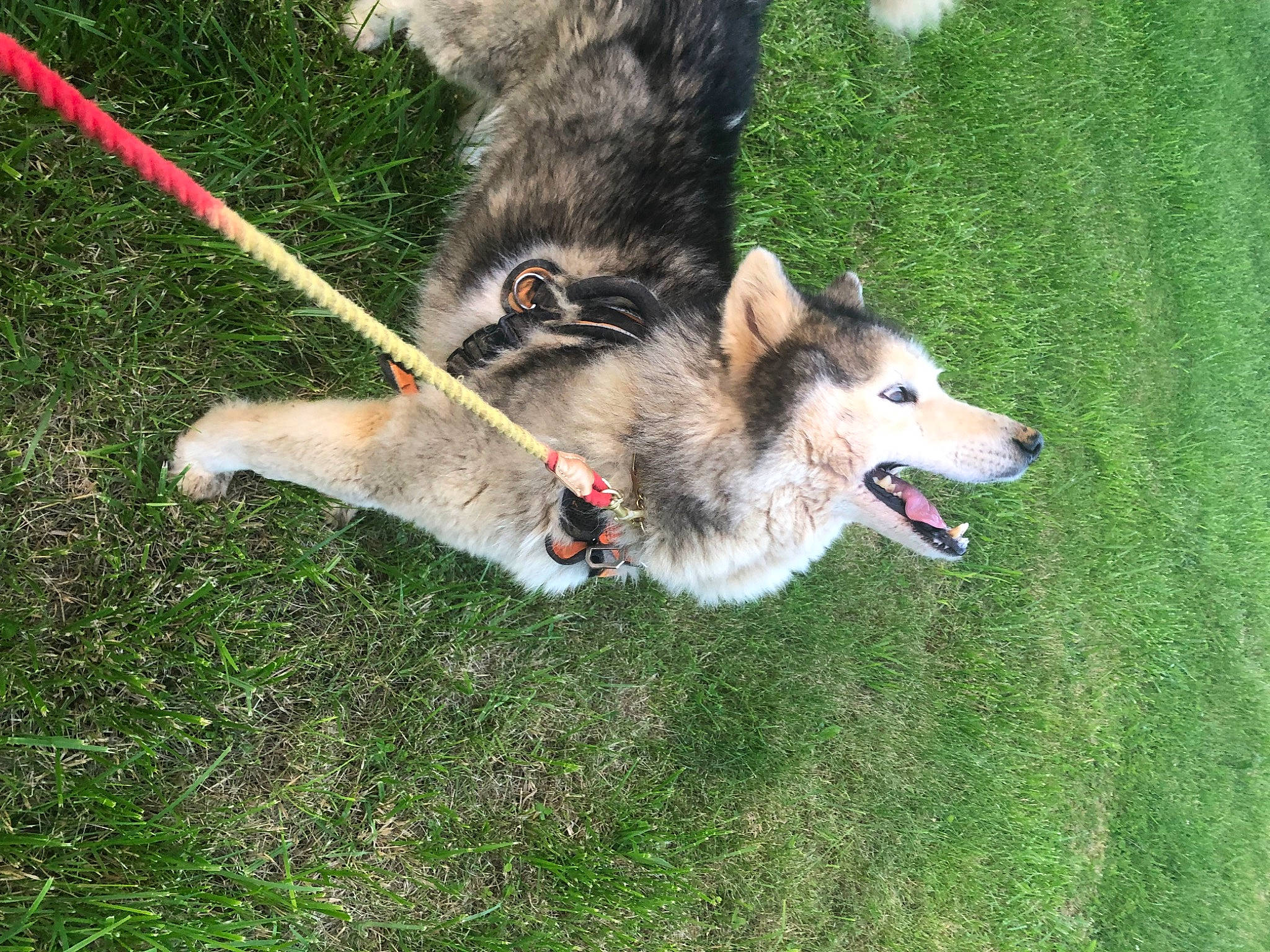 Luka Lupine joined the competition — help win amazing prizes! canidae, canis, carnivore, collar, companion_dog, dog, dog_breed, dog_collar, dog_supply, grass, herding_dog, leash, pet_supply, sled_dog, snout, sporting_group, tail, wildlife, working_animal, working_dog