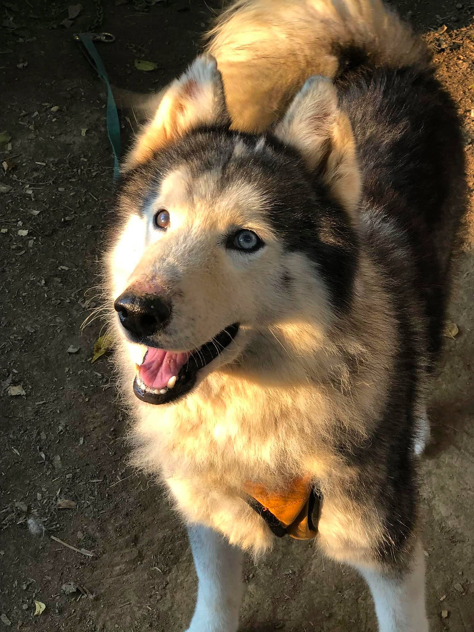 Luka Lupine is registered to the contest to win money with this photo: ancient_dog_breeds, canidae, canis, carnivore, companion_dog, dog, dog_breed, eye, fawn, fur, jaw, pet_supply, sled_dog, snout, sporting_group, terrestrial_animal, whiskers, wildlife, wolf, working_dog