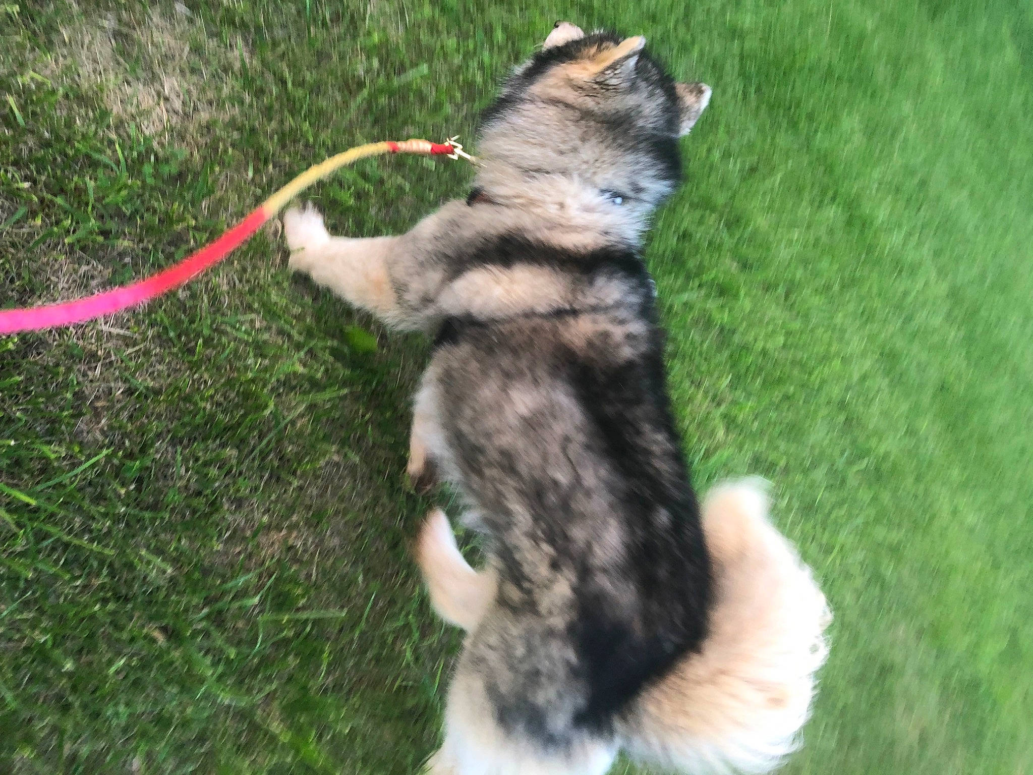 Luka Lupine is registered to the contest to win money with this photo: canidae, carnivore, cat, claw, collar, companion_dog, dog_breed, domestic_short_haired_cat, felidae, foot, fur, grass, paw, small_to_medium_sized_cats, snout, sporting_group, tail, terrestrial_animal, whiskers, wildlife