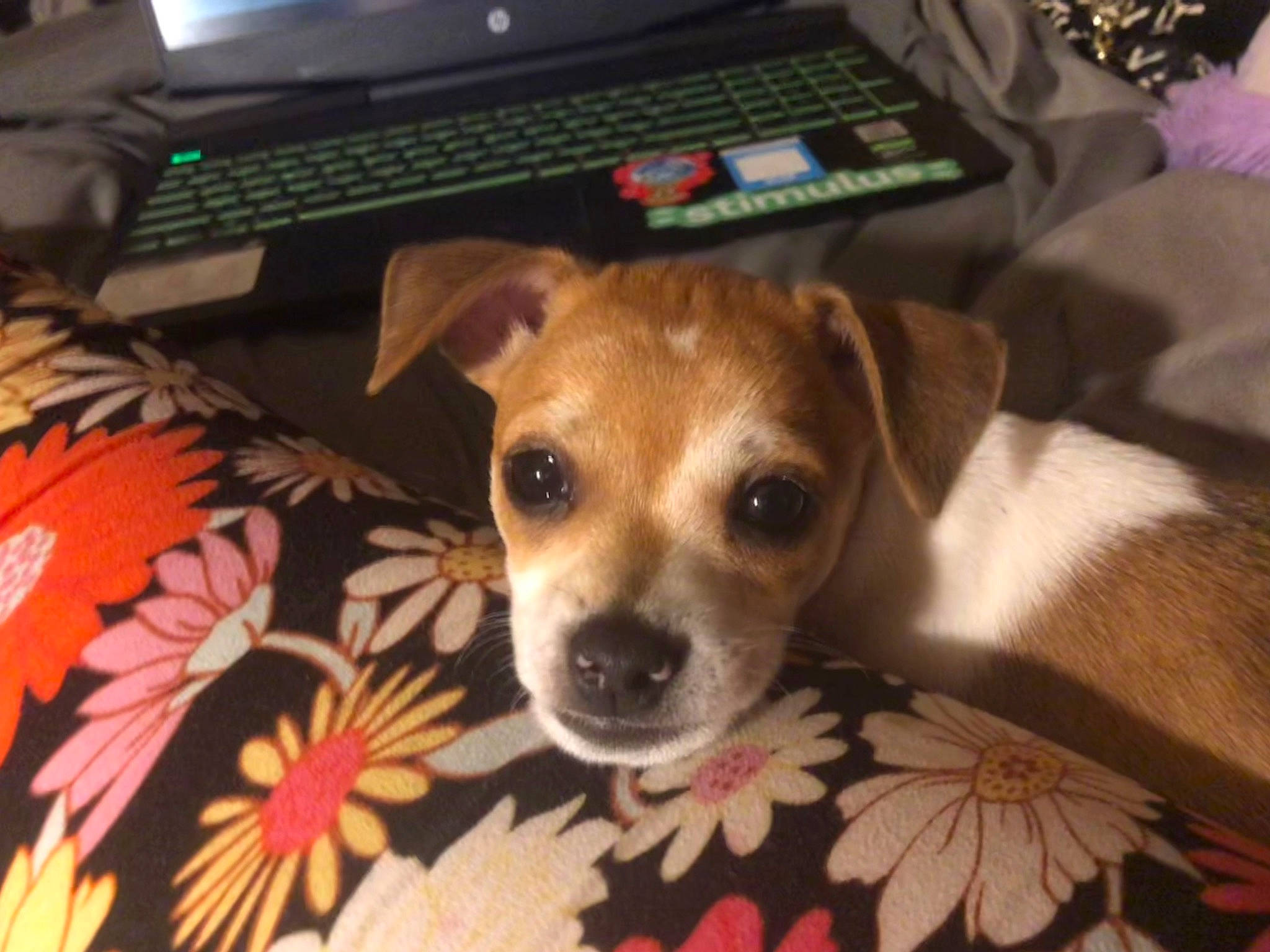 Mooey is registered to the contest to win money with this photo: carnivore, comfort, companion_dog, computer, computer_keyboard, dog, dog_breed, fawn, fur, input_device, irishjacks, laptop, linens, paw, peripheral, personal_computer, remote_control, snout, sporting_group, whiskers