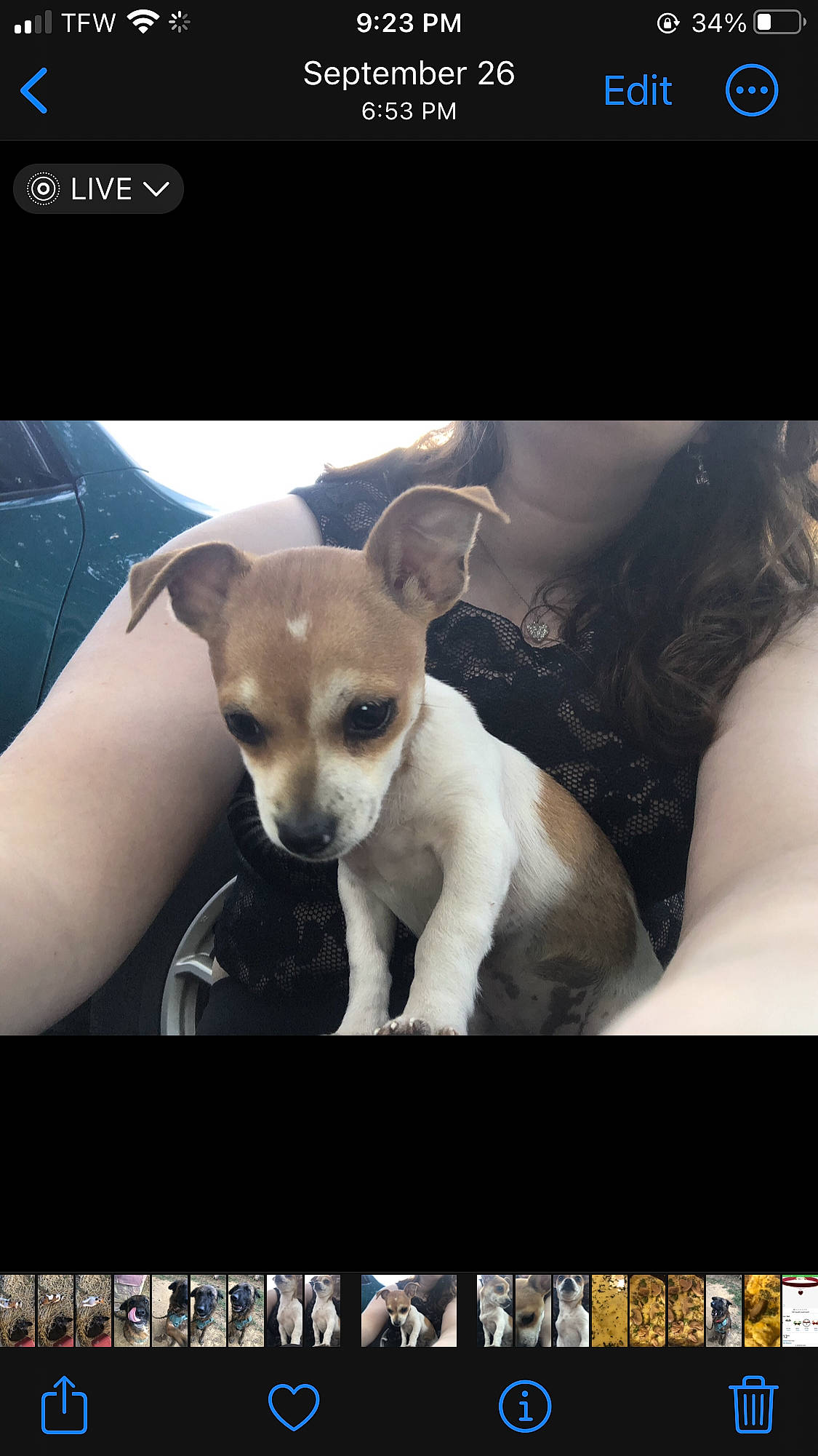 Mooey is registered to the contest to win money with this photo: advertising, ancient_dog_breeds, brand, carnivore, companion_dog, dog, dog_breed, electronic_device, font, gadget, metal, multimedia, paw, photo_caption, product, screenshot, square, technology, toy_dog, working_animal