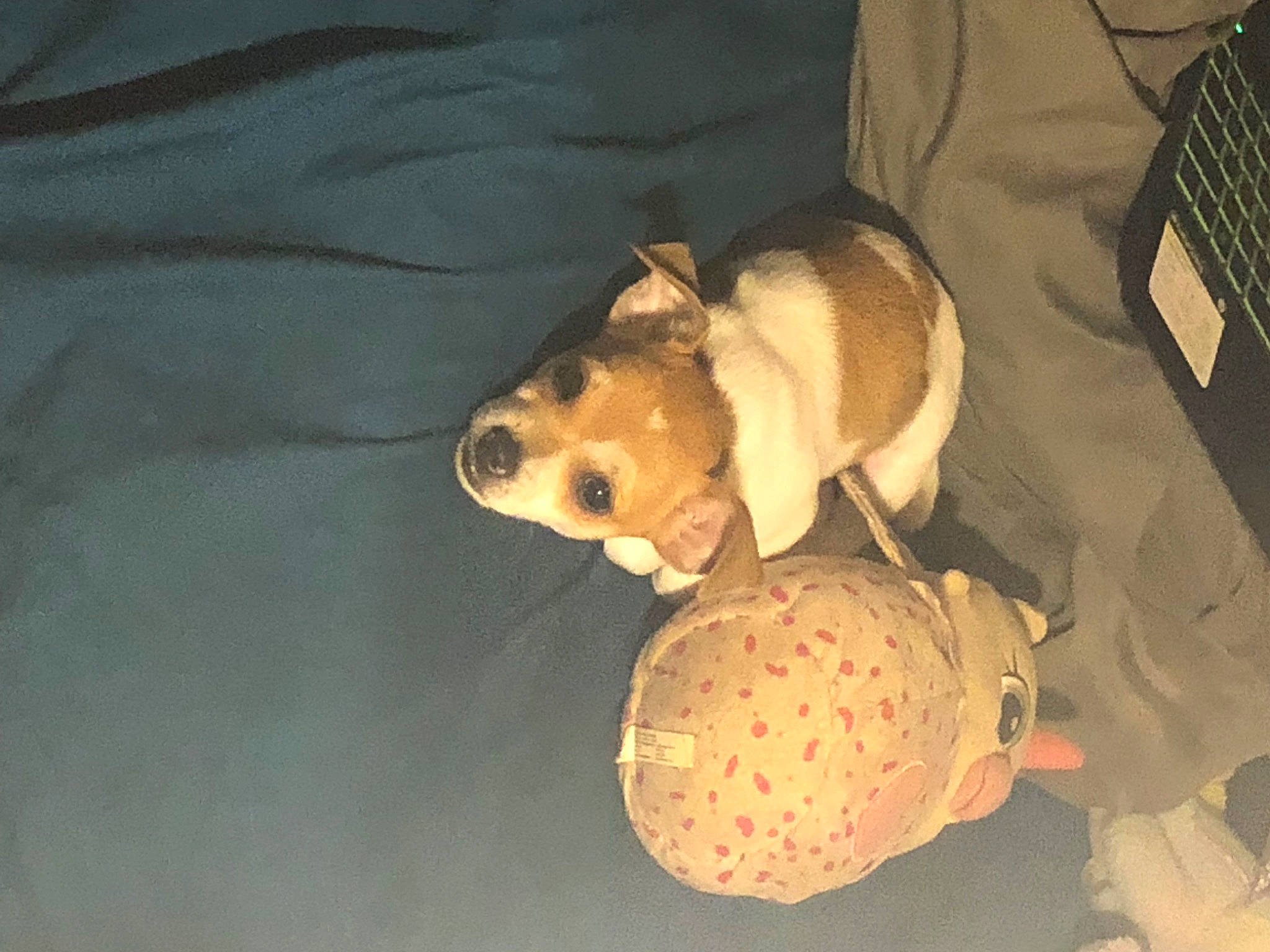 Mooey is registered to the contest to win money with this photo: canidae, carnivore, companion_dog, dog, dog_breed, dog_toy, fawn, fur, non_sporting_group, paw, personal_protective_equipment, plush, snout, sporting_group, stuffed_toy, tail, terrestrial_animal, toy, whiskers, working_animal