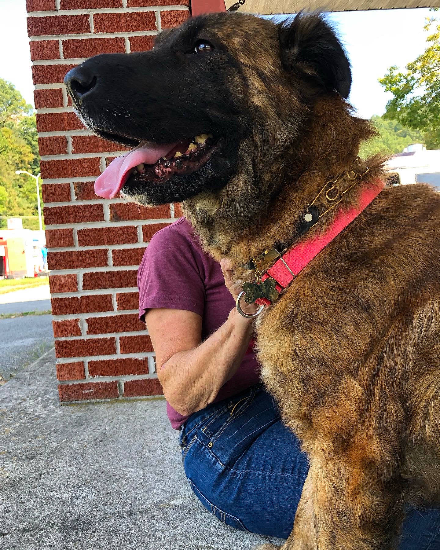 Linda is registered to the contest to win money with this photo: carnivore, collar, companion_dog, dog, dog_breed, dog_collar, fashion_accessory, fawn, fur, gesture, giant_dog_breed, guard_dog, leash, liver, snout, sporting_group, tree, window, working_animal, working_dog