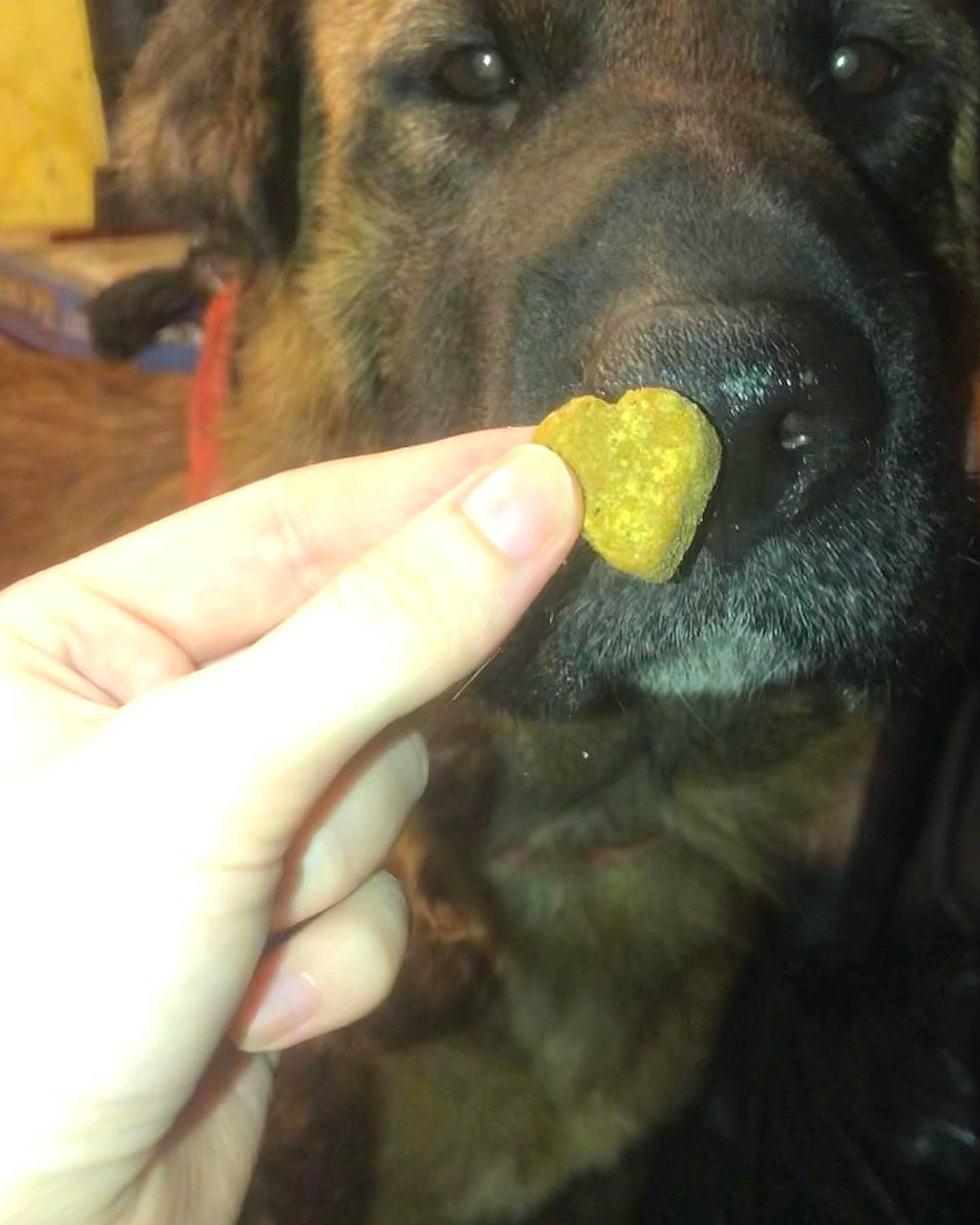 Linda is registered to the contest to win money with this photo: canidae, carnivore, companion_dog, dog, dog_breed, dog_toy, ear, finger, gesture, hand, happy, nail, nose, paw, snout, sporting_group, tennis_ball, thumb, toy, working_animal