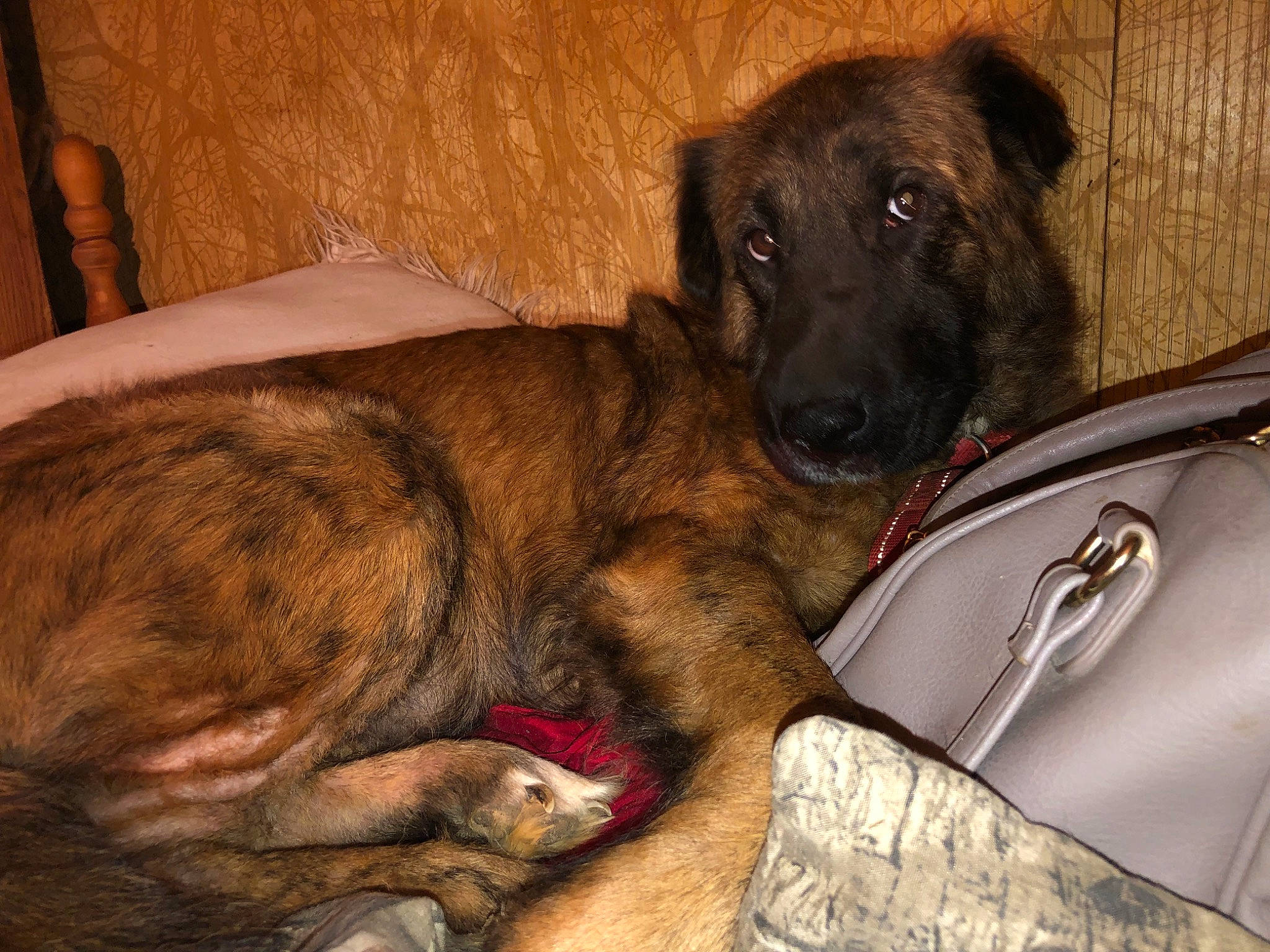 Linda joined the competition — help win amazing prizes! bag, canidae, carnivore, collar, comfort, companion_dog, dog, dog_breed, fawn, fur, guard_dog, household_silver, kitchen_utensil, liver, luggage_and_bags, snout, sporting_group, tableware, whiskers, working_animal