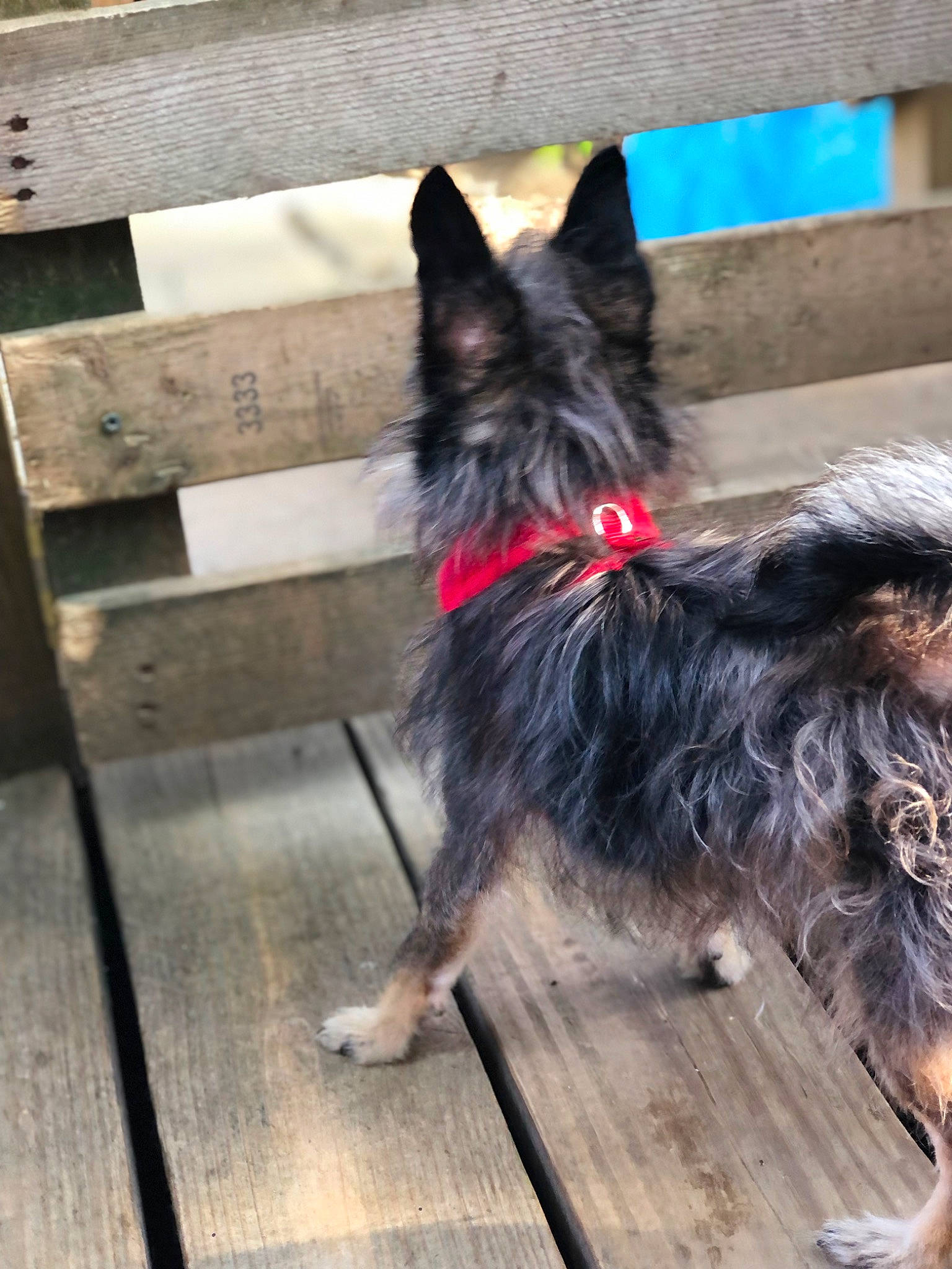 Bella is registered to the contest to win money with this photo: carnivore, collar, companion_dog, dog, dog_breed, dog_collar, dog_supply, flooring, fur, guard_dog, hardwood, herding_dog, leash, small_terrier, tail, terrier, wood, working_animal, working_dog