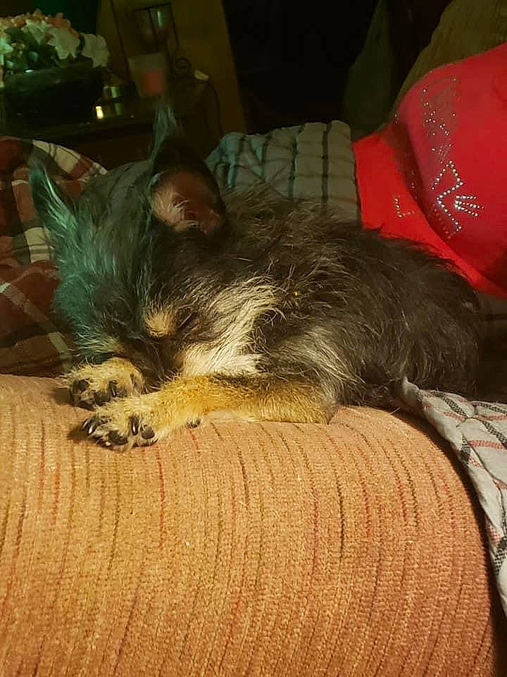 Bella joined the competition — help win amazing prizes! canidae, carnivore, comfort, companion_dog, dog, dog_breed, fawn, felidae, fur, hardwood, lap, nap, paw, sitting, small_to_medium_sized_cats, sporting_group, tail, terrestrial_animal, whiskers, wood