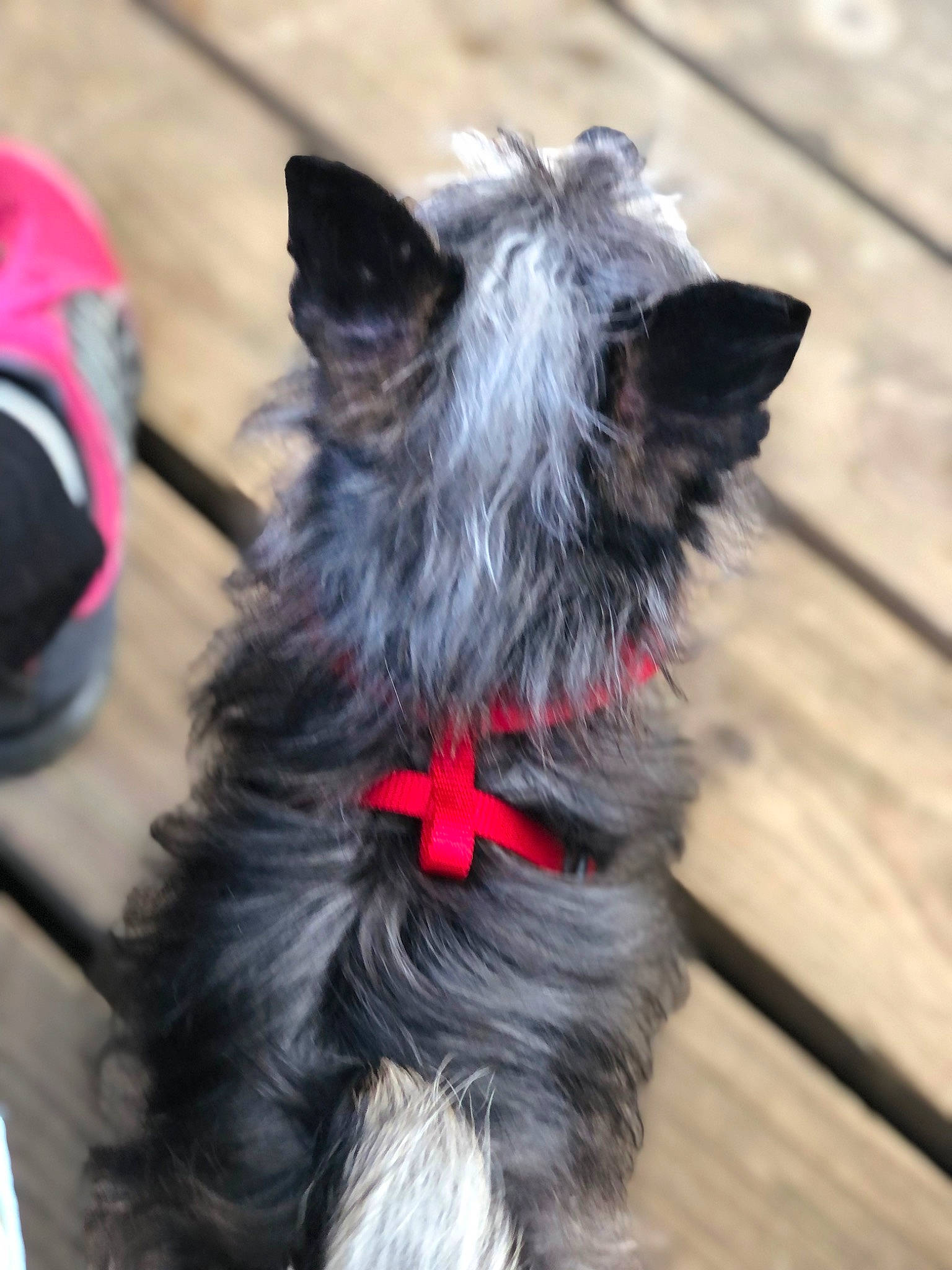 Bella is registered to the contest to win money with this photo: canidae, carnivore, collar, companion_dog, dog, dog_breed, dog_collar, dog_supply, fashion_accessory, fur, liver, small_terrier, snout, sporting_group, working_animal, working_dog