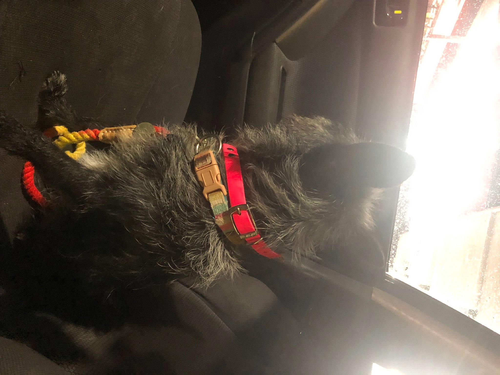 Pepper joined the competition — help win amazing prizes! auto_part, automotive_tire, automotive_window_part, canidae, carmine, carnivore, darkness, dog_breed, fictional_character, fur, glass, hat, pc_game, personal_protective_equipment, sporting_group, sunglasses, tail, tints_and_shades, vehicle_door, windshield