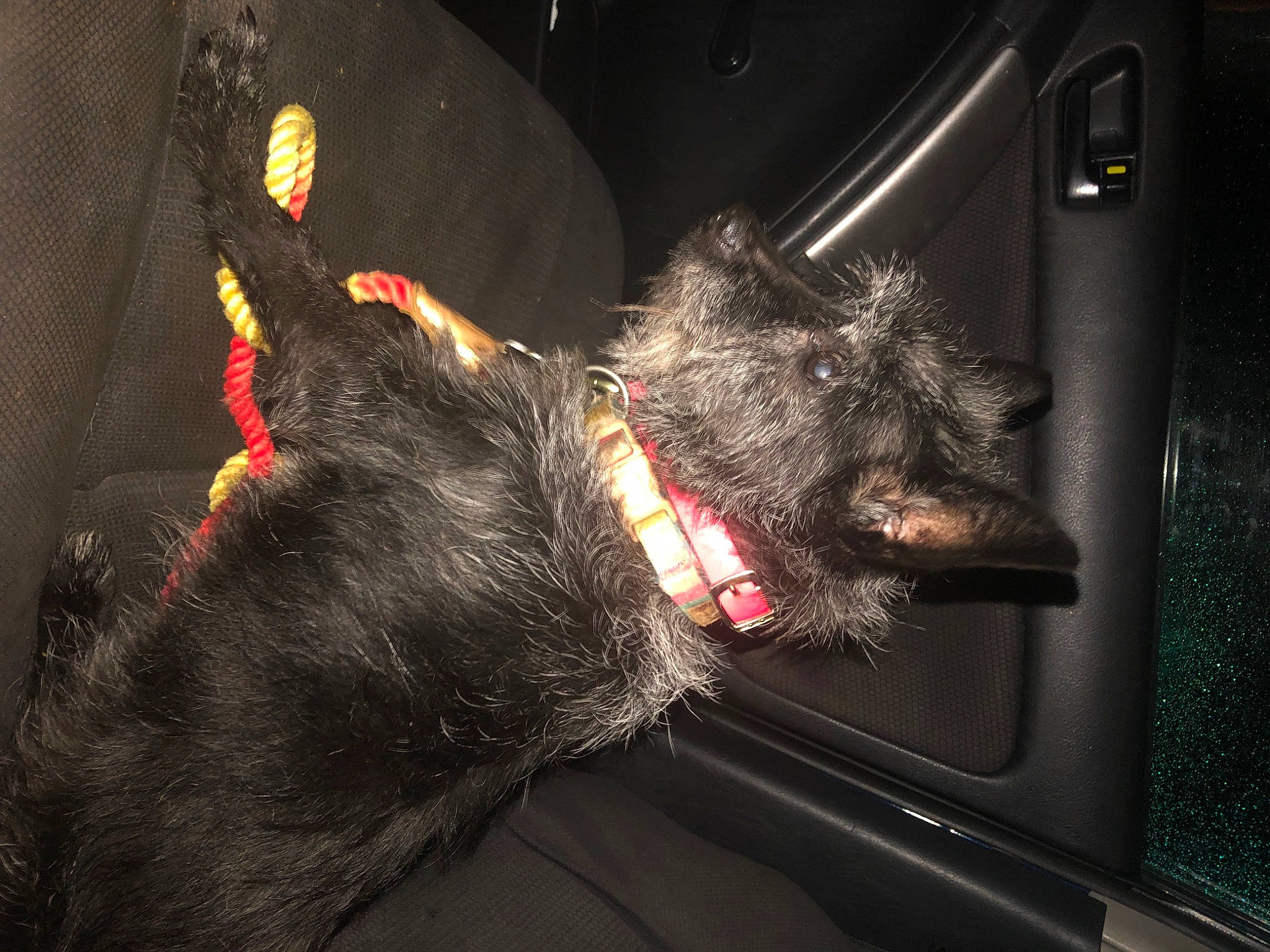 Pepper is registered to the contest to win money with this photo: auto_part, carmine, carnivore, claw, darkness, dog, dog_breed, fang, felidae, flesh, foot, fur, gesture, paw, small_to_medium_sized_cats, snout, sporting_group, terrestrial_animal, whiskers, windshield