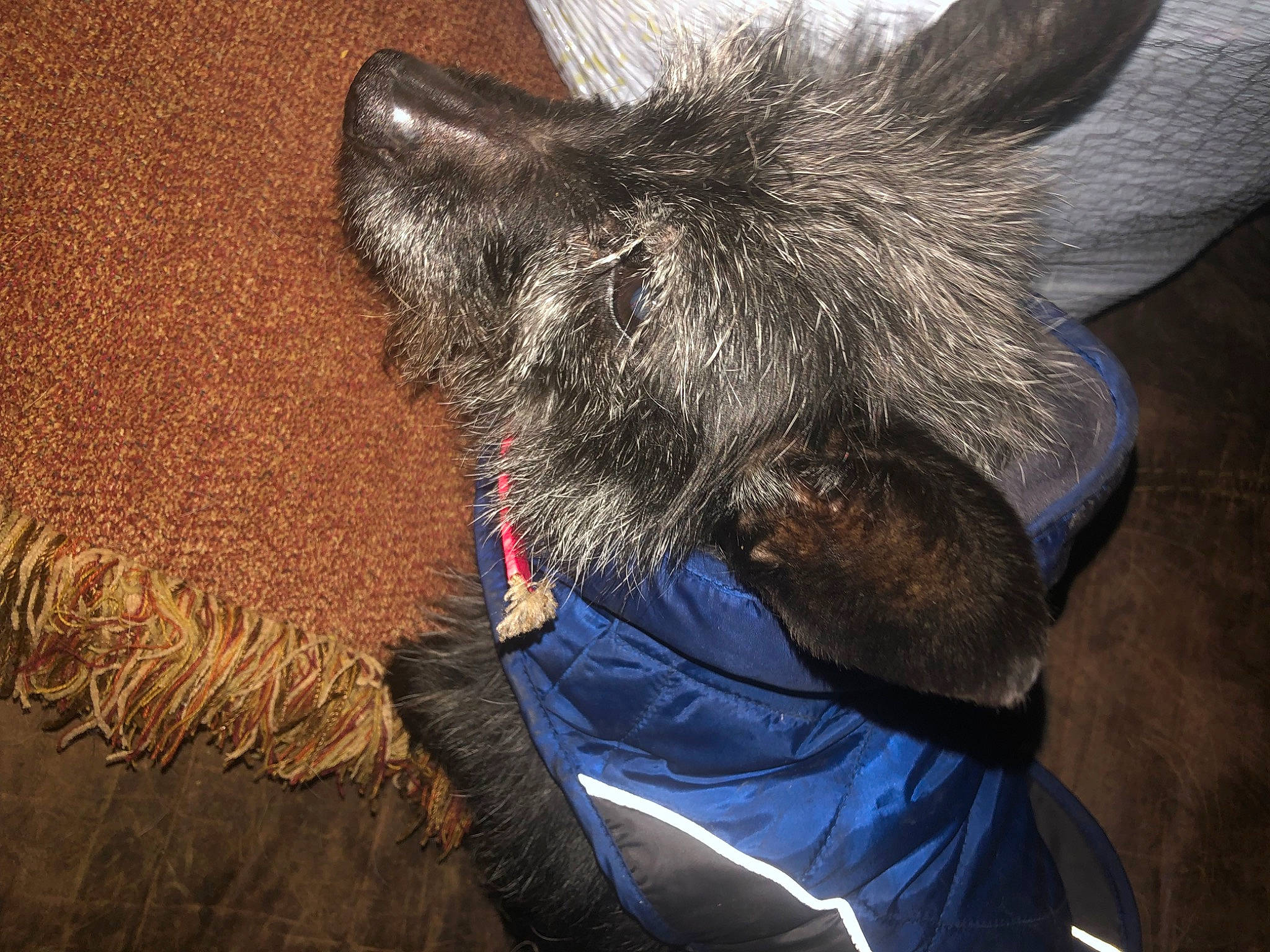 Pepper is registered to the contest to win money with this photo: canidae, carnivore, claw, comfort, companion_dog, dog, dog_breed, domestic_short_haired_cat, electric_blue, felidae, fur, nap, selfie, small_to_medium_sized_cats, snout, sporting_group, tail, whiskers, wool, working_animal