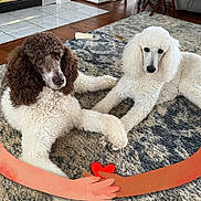 Brenton Miss Gracie is registered to the contest to win money with this photo: dog, poodle, brown_and_white, white, carpet, indoor, floor, wood_floor, tile_floor, animal, pet, cute, friendship, touching_paws, curly_fur, lying_down, cozy, love, cartoon_overlay, heart