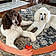 Brenton Miss Gracie