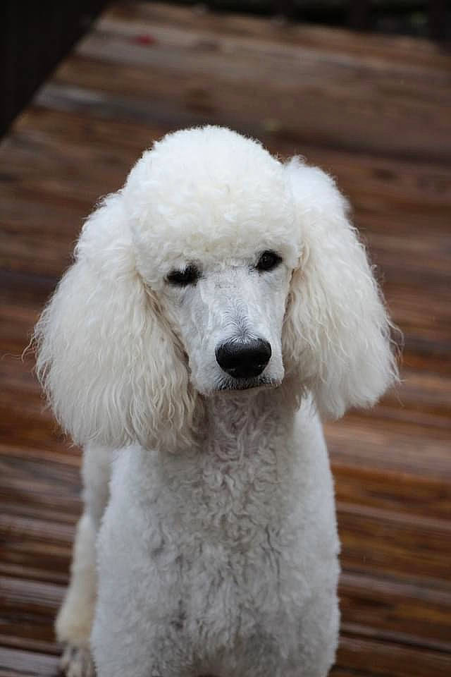 Brenton joined the competition — help win amazing prizes! canidae, carnivore, companion_dog, dog, dog_breed, fur, hardwood, metal, non_sporting_group, plant, poodle, snout, sporting_group, standard_poodle, terrestrial_animal, toy_dog, water_dog, wood, working_animal