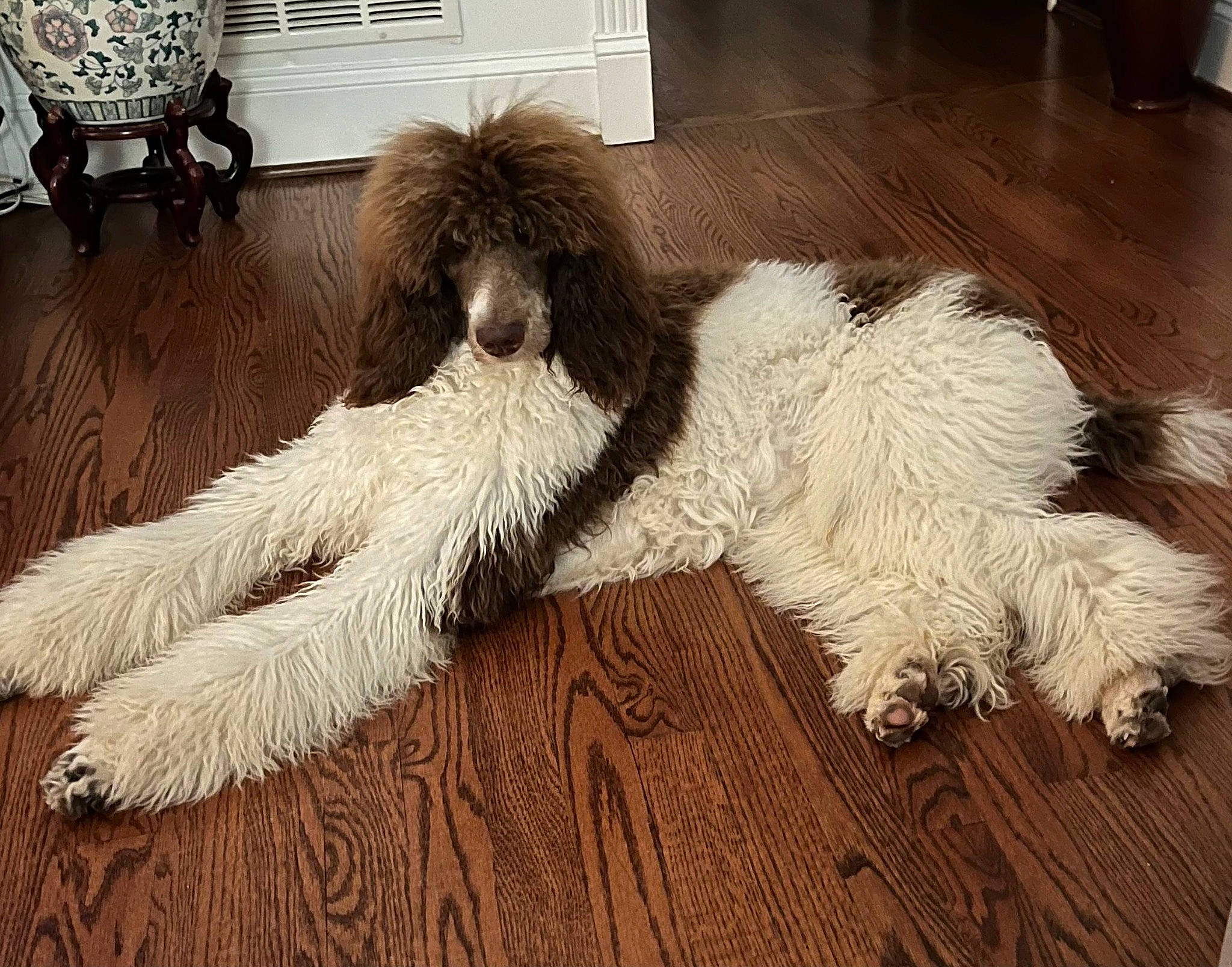Miss Gracie joined the competition — help win amazing prizes! carnivore, comfort, companion_dog, dog, dog_breed, fawn, floor, flooring, foot, fur, hardwood, liver, paw, snout, sporting_group, tail, terrestrial_animal, water_dog, wood, working_animal