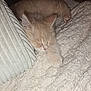Nyna a rejoint le concours — aidez-le/la à gagner de superbes lots ! kitten, cat, sleeping, cozy, blanket, pillow, furry, pet, indoor, resting, cute, young, animal, domestic, soft, relaxing, comfort, feline, whiskers, nap