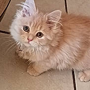 Nyna participe au concours pour gagner de l'argent avec cette photo : adorable, animal, cat, cream_color, curious, cute, domestic_animal, ears, eyes, floor, fluffy, fur, indoor, kitten, looking_up, pet, small, tile, whiskers, young